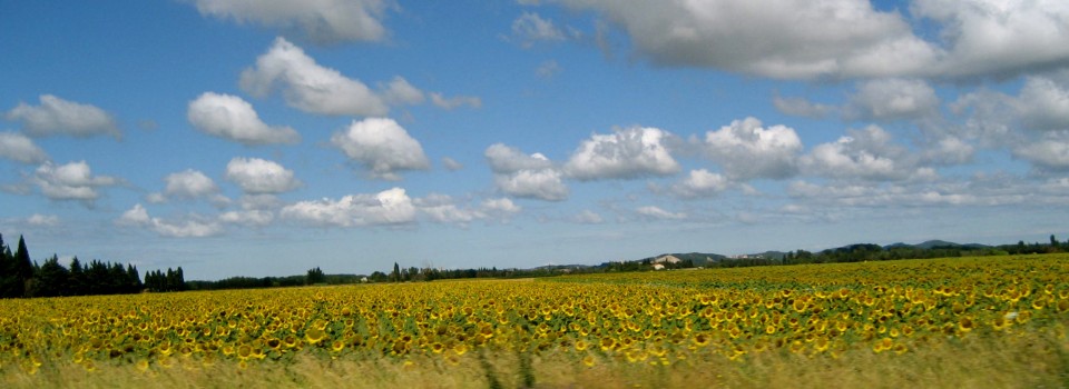 sunflowers